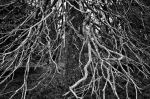 ©  - Dried out spruce in the tundra. Wide dynamic scope enables wonderful black-and-white frames as well. 