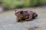 © Aivar Pihelgas - Vēl neliels, tikai 2cm liels krupja mazulis fotografēts no 10cm attāluma. 