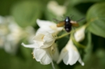 © Aivar Pihelgas - This lens is not very good for photographing butterflies and insects with „sensitive nerve system“. Since the focal length is small and to fill the frame, you have to move as close as possible to the subjects, the results can be like this... 