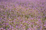 © I AM Photographer - Bokeh daļai ir nedaudz kontrasta, tomēr asā kadra daļa gūst pārsvaru, pateicoties asajai figūrai. f/7,1;  1/320; ISO 400; 500mm 