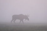 © Sven Začek - The moose came into pink. A foggy morning in the meadow. A moose wondering in fog, grey landscape, finally it reached a place where the sky coloured the fog and the gentle colours were immediately captured. Then, it walked back into the grey fog. Nikon D8 