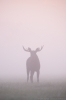 © Sven Začek - The moose came into pink. A foggy morning in the meadow. A moose wondering in fog, grey landscape, finally it reached a place where the sky coloured the fog and the gentle colours were immediately captured. Then, it walked back into the grey fog. Nikon D8 