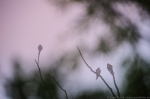 © Sven Začek - Nakts zaļie toņi. Bez specializācijas uz sarkano krāsu, šī kamera, kas paredzēta fotografēšanai naktī, izcili spēj uztvert arī zaļo toni. Nikon D810A + Nikkor 14-24mm F2,8 @ 14mm. F2,8, 20s, ISO 3200 