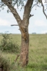 © Katrina Lepik - Leopard is moving fast and without attracting attention. Getting down from a tree top only takes a second. The photographer has to be fast and the equipment powerful. The equipment used: D7200 + 300mm F2.8 