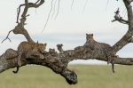 © Katrina Lepik - Meeting leopards in the wild nature and capturing them on the photo is a complicated assignment. Together with a 2x converter, the focal length of the lens becomes 600mm. Together with the crop factor of D7200, this lens’ zoom corresponds to the focal l 