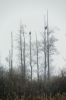 © Triin Leetmaa -  Two old white-tailed eagles in the drizzle. These birds are detectable on a photo taken from about 700 m.  FSA-L2  adapter’s turning mechanism enabled the vertical composition. Nikon D800, EDG 85A + FSA-L2 @1750 mm; F21; 1/3s; ISO100