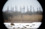 © Triin Leetmaa -  Līdz par 800mm attēls, ko redzat tālskatī, nenoklās visu kameras matricu. Attēla kvalitāte tā malās pasliktinās. Nikon D800, EDG 85A + FSA-L2 @500mm; F5,9; 1/15s; ISO100