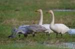 © Triin Leetmaa -  Monoklio dėka, galima netrukdomai fotografuoti giesmininkes gulbes, valgančias šimto metrų atstumu     Nikon D800, EDG 85A + FSA-L2 @1750 mm; F21; 1/200 sek.; ISO 800