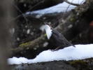 © Triin Leetmaa -  Värinastabilisaator võimaldas hämarates oludes käest pildistades kasutada P900 kogu suumiulatust. Nikon COOLPIX P900 @2000 mm (35 mm ekvivalent); F6,5; 1/30s; ISO900