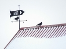 © Triin Leetmaa -  When photographing jackdaws on the background of the sky, I used the maximum possible exposure compensation of +2EV to bring out the colours of the bird fur more Nikon COOLPIX P900 @2000 mm (35 mm equivalent); F5,6; 1/400s; ISO400;