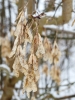 © Triin Leetmaa -  Fotografējot makro režīmā, fokusa attālums ir diezgan garš. Nikon COOLPIX P900 @134 mm (35 mm ekvivalents); F4,0; 1/200s; ISO 100