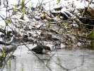 © Triin Leetmaa -  While photographing a dipper through tree branches, autofocus couldn’t focus the on the bird and I had to use the option of manual focusing. Nikon COOLPIX P900 @2000 mm (35 mm equivalent); F6,5; 1/80s; ISO800