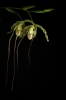 © Ave Kruusel -  Phragmipedium caudatum x longifolium