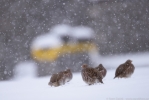 ©  -  Focusing in the snowfall. To be able to handle these kinds of conditions, the focus needs to be fast. (Tracking with lock on OFF). Nikon D810 + Nikkor 500mm F4 VR FL. F4, 1/1250, ISO 640.