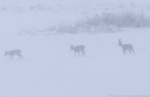 ©  -  Grūtākais pārbaudījums. Nozīme ir ne tikai fokusēšanai tuvā attālumā, bet arī uz objektiem, kas atrodas attālāk. Fotogrāfijas ir lieliskas! Apskatiet fotogrāfiju un tad 100% kadrējumu. Ņemiet vērā, ka starp mani un kazu gadu notiek spē