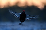 © Sven Začek -  Terav lennufoto enne päikesetõusu. ISO 8000-ga saab D5-ga lausa ilupilte. Vaadake ka 100% väljalõiget. Nikon D5 + Nikkor 400mm F2,8 VR FL + Nikkor TC-14EIII. F4, 1/1000, ISO 8000.