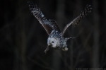 © Sven Začek -  3D focusing test with a fast flying ural owl in the dark. Nikon D5 + Nikkor 400mm F2,8 VR FL. F2,8, 1/800, ISO 12800.