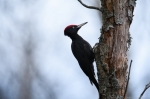 © Sven Začek -  Dünaamikatest mustast linnust taeva taustal. Taevas pole põlenud ja linnus on detailid ilusti näha. Nikon D5 + Nikkor 400mm F2,8 VR FL + Nikkor TC-14EIII. F4, 1/1600, ISO 2000.