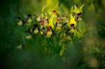 © Aivar Pihelgas -  While shooting with 105mm f/2.8 macro lens, the background and foreground remain very insharp and the beauty of the flowers is nicely brought out with the back light.