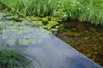 © Aivar Pihelgas -  Losing the reflection from the water surface brings out the bed of the water body and you can see the frog tadpoles.