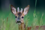 © Sven Začek -  Again a portrait. Look at those lashes! Nikon D500 + Nikkor 400mm F2,8 VR FL + Nikkor TC-20EIII. F5,6, 1/640, ISO 3200.