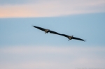 © Sven Začek -  Roku turēšana – zem debess vakara krāsās planējošas dzērves –šī fotogrāfija parāda ISO 3200 dinamiku. Nikon D500 + Nikkor 400mm F2,8 VR FL + Nikkor TC-14EIII. F4, 1/800, ISO 3200.