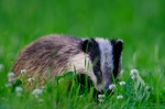 © Sven Začek -  Smelling a clover Nikon D500 + Nikkor 400mm F2,8 VR FL + Nikkor TC-20EIII. F5,6, 1/800, ISO 3200.