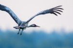 © Sven Začek -  Those who are used to full-frame cameras need to recalibrate the sense of distance with D500, otherwise the animals are too close. Nikon D500 + Nikkor 400mm F2,8 VR FL + Nikkor TC-20EIII. F5,6, 1/1000, ISO 3200.