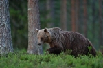 © Erik Mandre -  During the darkest time, capturing an actively moving animal is only possible when using high ISO and as short shutter speed as possible. Super sensitive autofocus of D5 is a trump card in that situation. Nikon D5 + Nikkor 400mm F2,8G VR. F2,8, 1/400, ISO 25600.