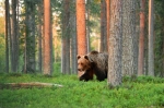 © Erik Mandre -  Сделано при вечернем свете. Nikon D5 + Nikkor 70-200 мм F2, 8G VR II. F4,1/200, ISO 2000.