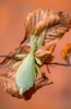 © Aivar Pihelgas -  D5; 70-200mm f2,8 FL , 1/60; f/2,8; ISO 640 Kukaiņa garums ir aptuveni 8cm. 200mm fokusa attālumā man izdevās insektu iemūžināt šādi