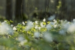 © I AM Photographer -  Teravussügavus on väike. 40mm f/2.8. kasutatud ava 2,8, teravustamine  lühikeselt distantsilt (umbes 30cm). Pilt sai palju huvitavam ja ruumilisem.